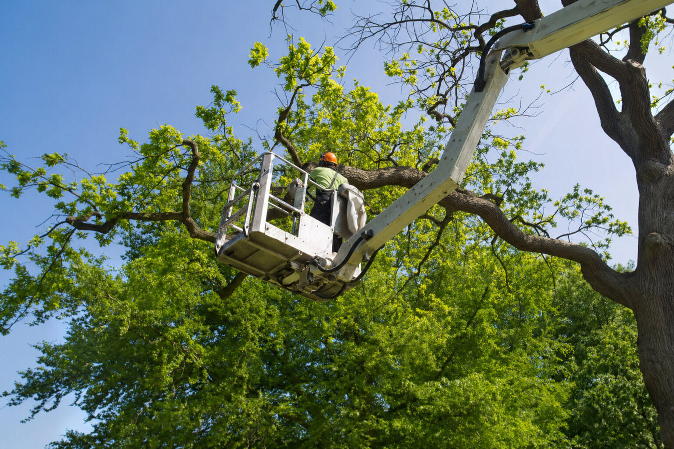 La Crescenta Montrose Tree Service crew performing tree service in La Crescenta-Montrose, CA