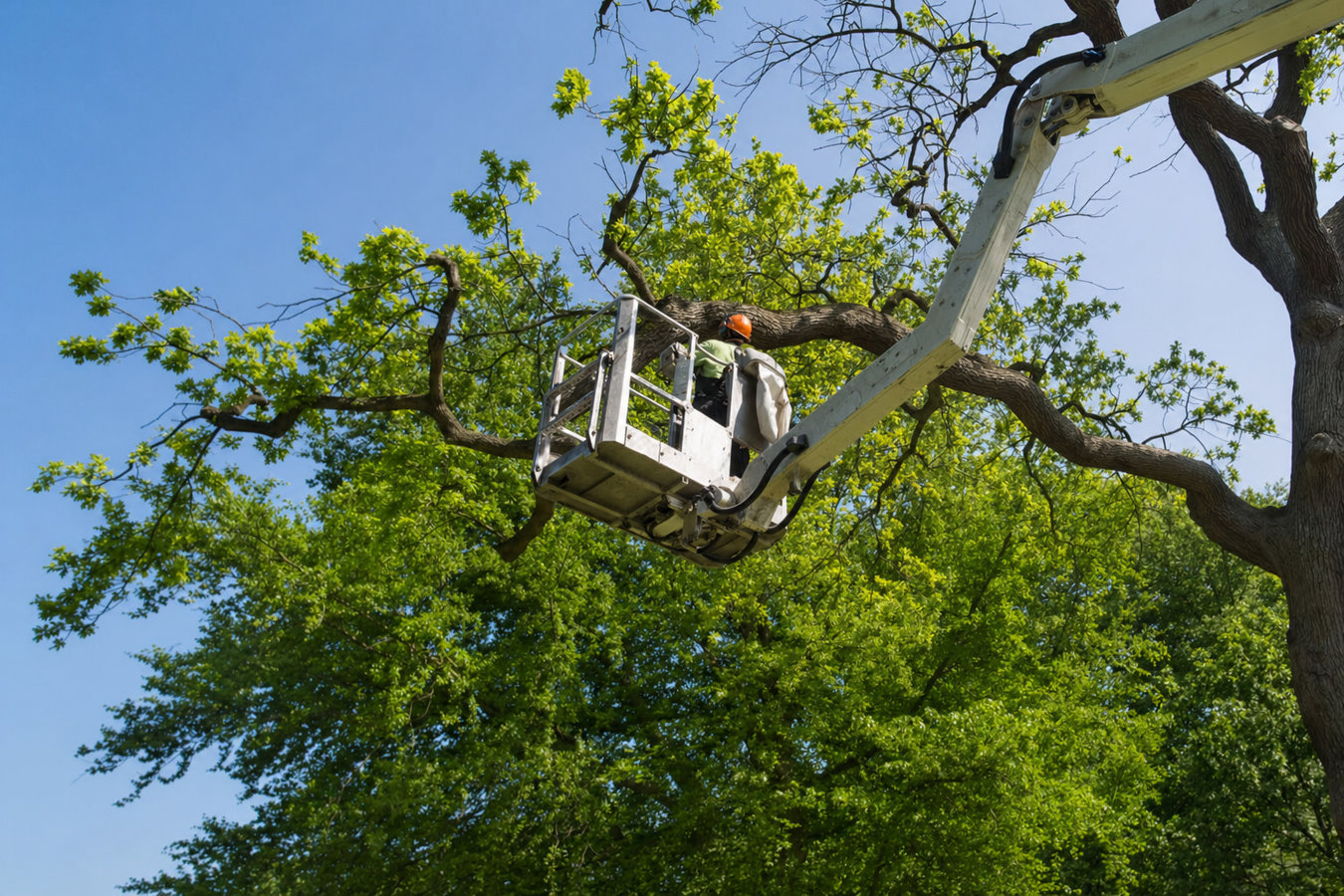 Tree pruning in La Crescenta-Montrose, CA